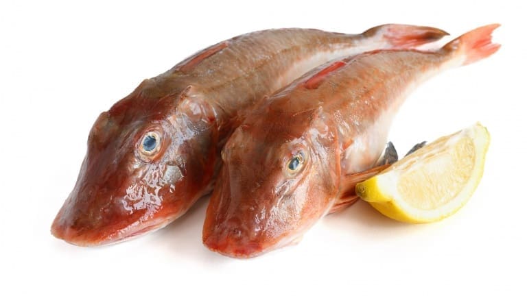 Gallinella di mare, pesce gallinella, ricetta ragù di gallinella, sugo di pesce