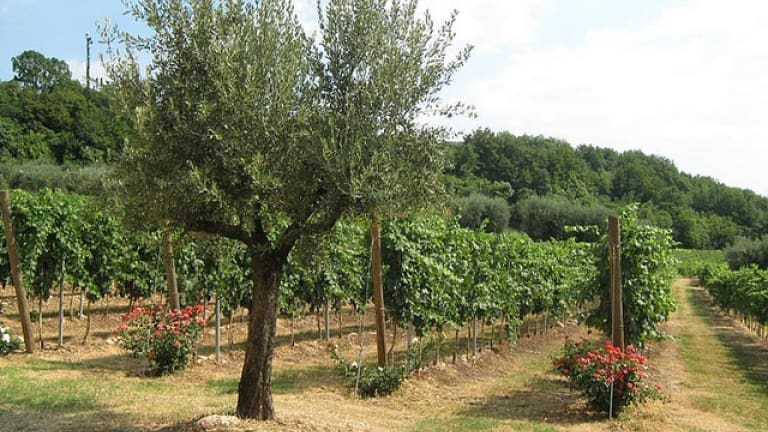 A wine holiday in Valpolicella you will never forget. Let's visit some wineries!