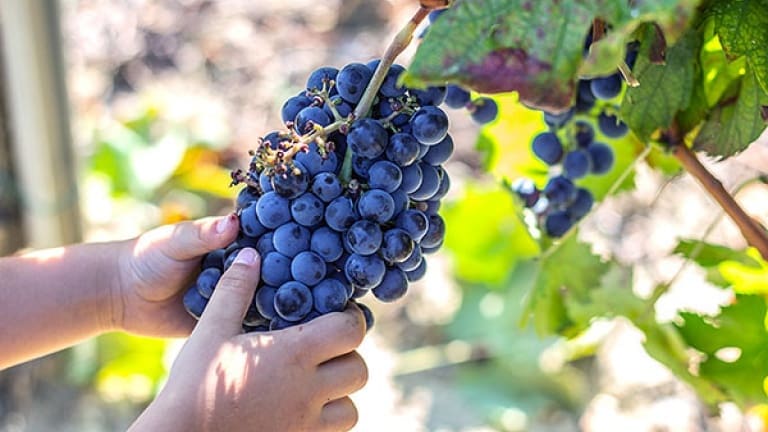 Ciclo annuale della vigna, la vendemmia dell'uva, guida al vino