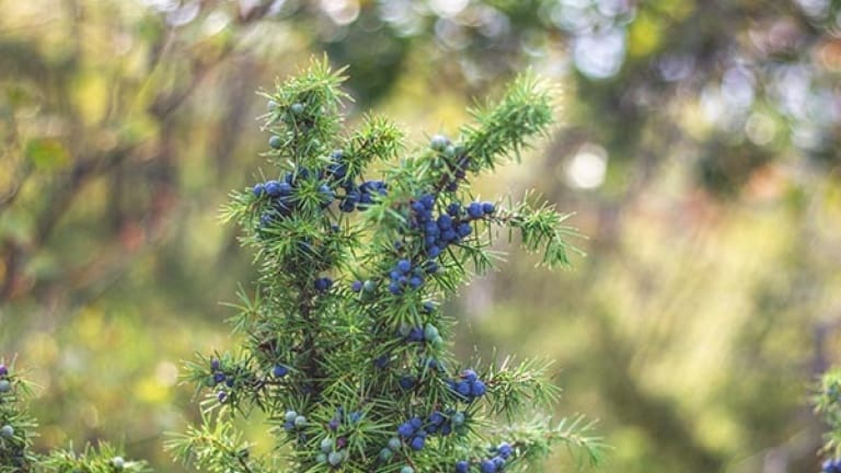 Fresh juniper berries, ingredients for making gin, how gin is made