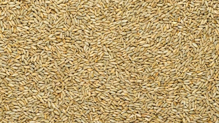Rye, grain for making American Rye whiskey