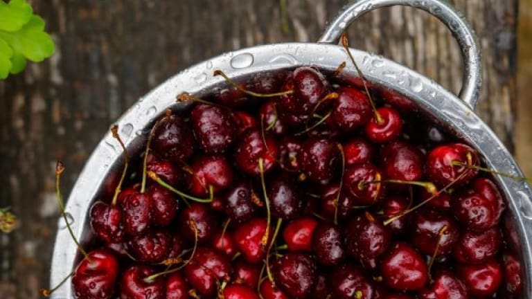 morello cherries to make maraschino liqueur recipe