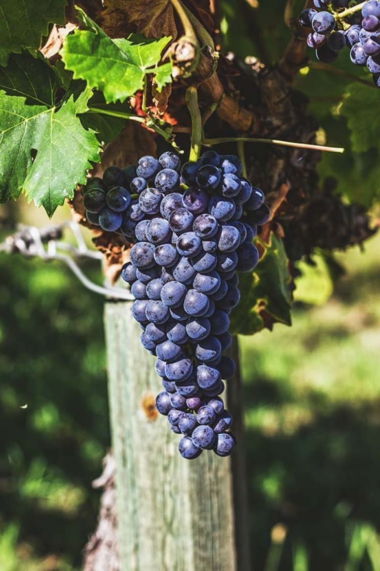 A bunch of Sangiovese. Sangiovese grape and wine characteristics and history. 