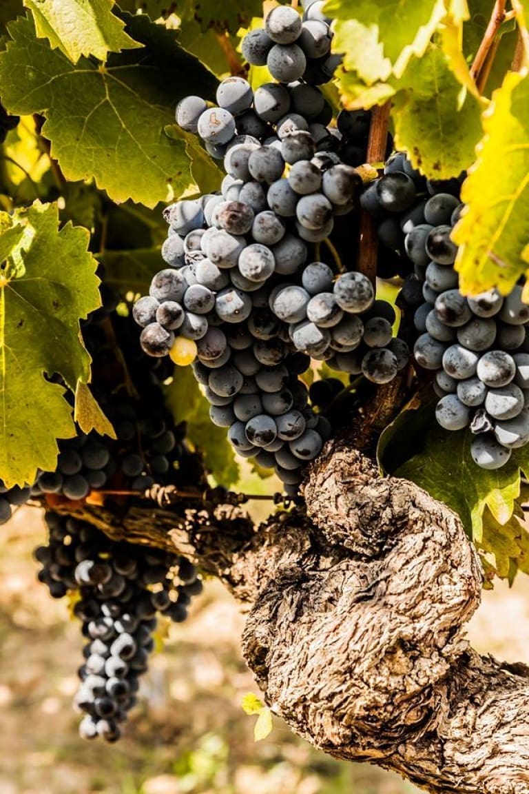 Aglianico Taurasi, vino, vitigno, storia dell'Aglianico campano, vino rosso