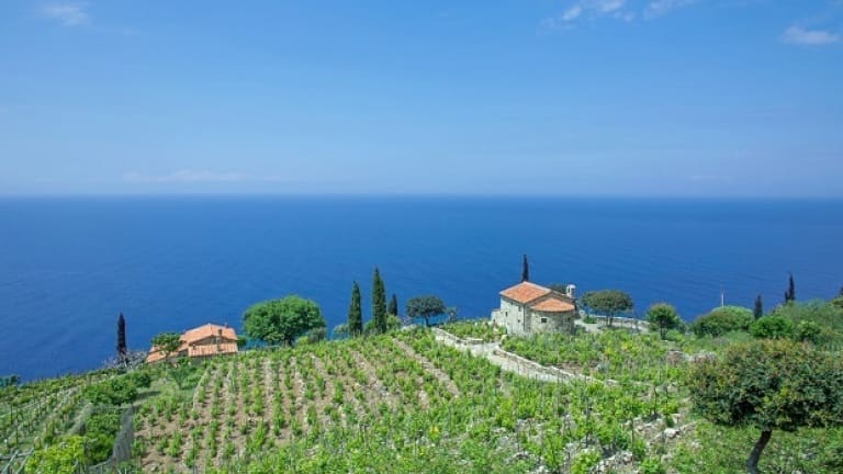 Aleatico DOC dell'Elba, vineyards on the island of Elba overlooking the sea
