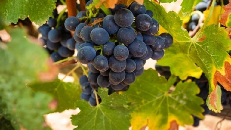 Aleatico wine guide: grape variety, organoleptic characteristics, history scents