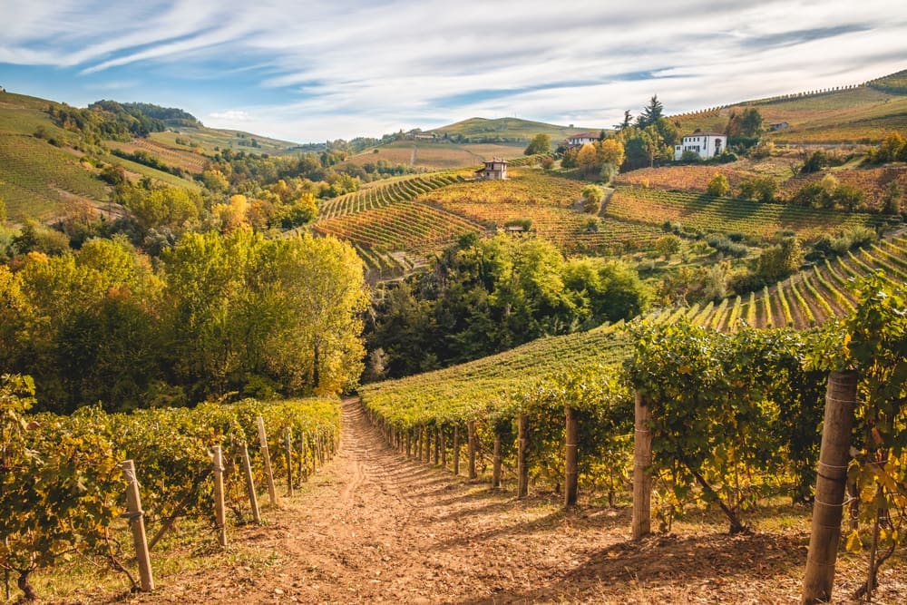 Best White wines in Piedmont, guide to the Italian wines and vines
