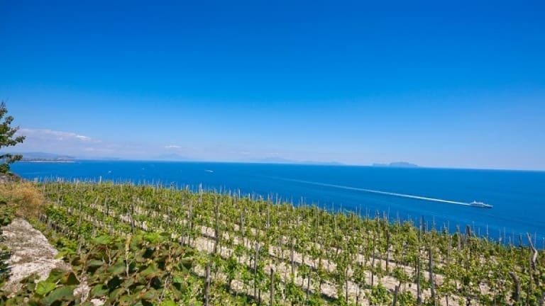 Biancolella vino, vitigno autoctono di Ischia, sapori, storia, caratteristiche