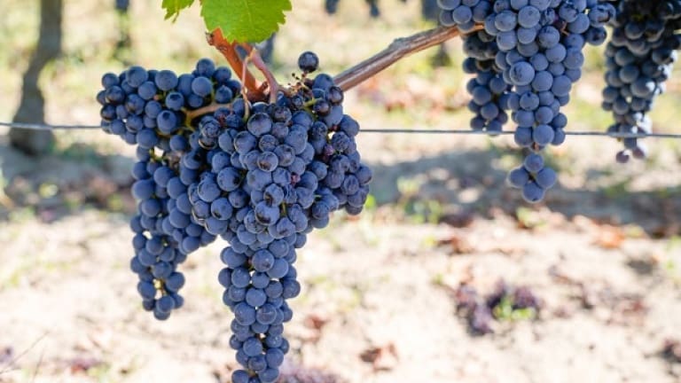 Cabernet Franc wine guide history, organoleptic characteristics
