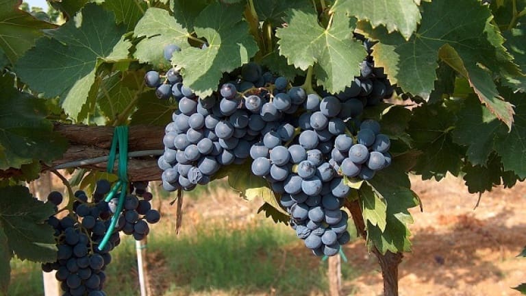 Unlocking the Mysteries of Cannonau di Sardegna: Sardinia’s Most Celebrated Wine: wine, grape variety, history, organoleptic characteristics. red wine