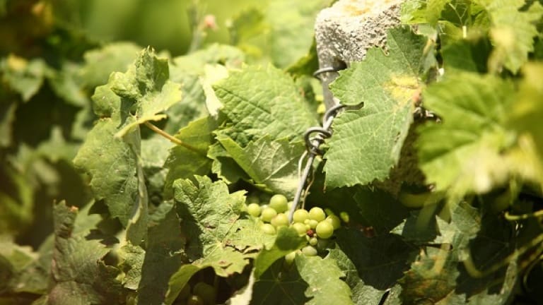 Catarratto wine guide: grape variety, history and organoleptic characteristics