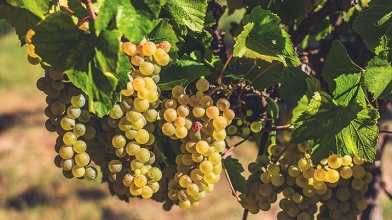 Chardonnay wine description, history, area of production, Chardonnay grapes