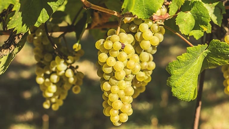 Chardonnay wine guide, history, flavor and scents, Chardonnay grape and vine