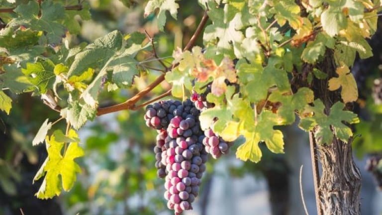 Chiavennascal vino, vitigno, storia, caratteristiche vino rosso Valtellina