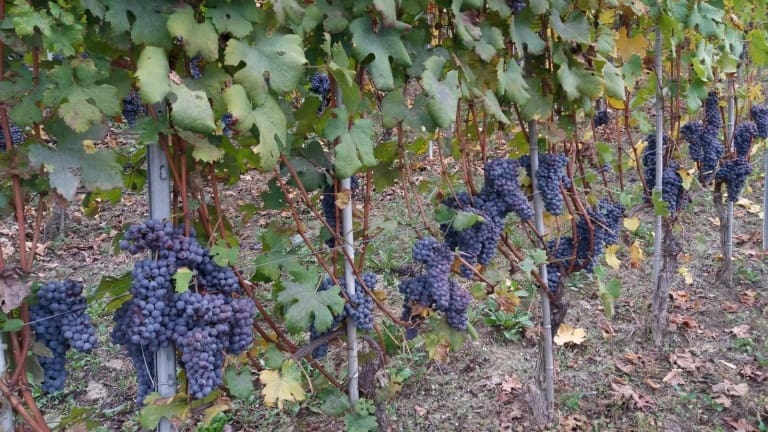 Dolcetto: wine, grape variety, history, organoleptic characteristics and product