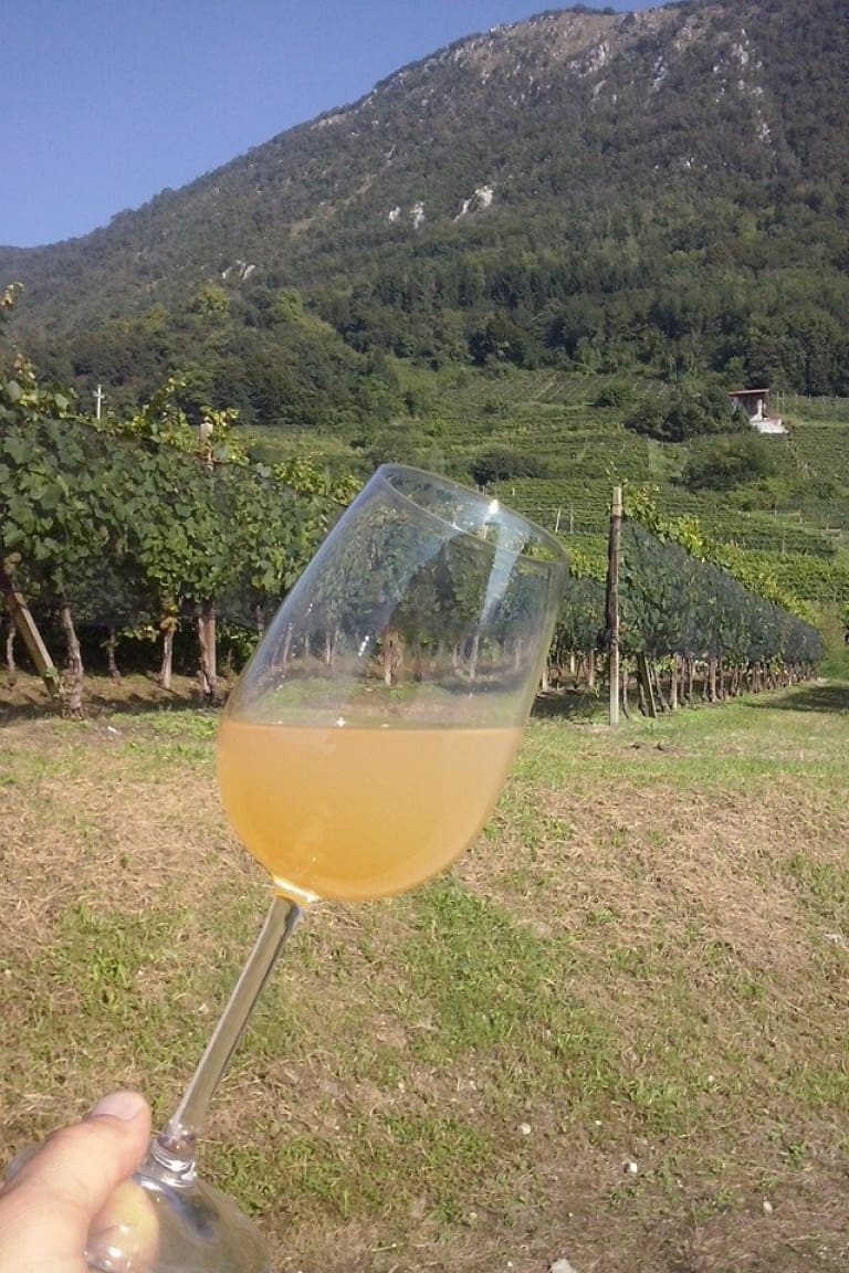Tocai Friulano wine guide, the best Italian white wines