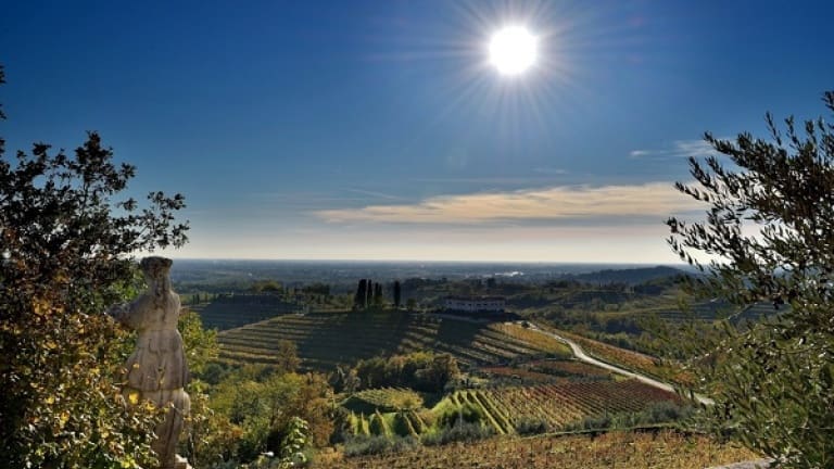 Friulano vitigno e vigne in Friuli, guida ai migliori vini bianchi friulani