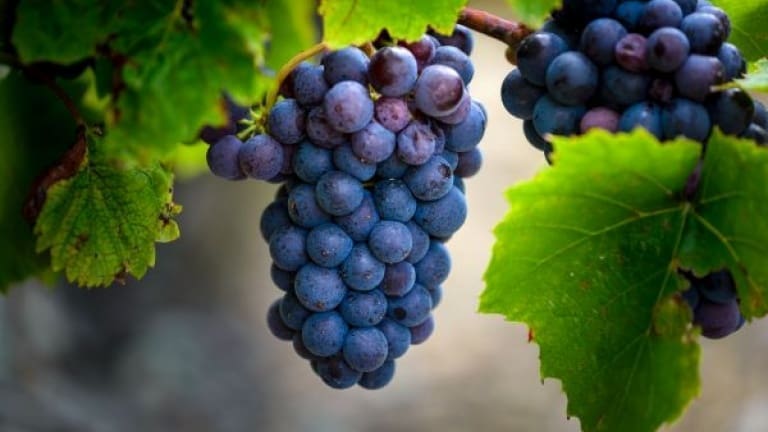 Gamay vino, vitigno, caratteristiche e storia del re del Beaujolais