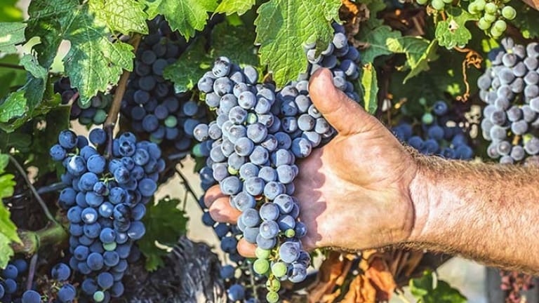 Grappoli di Cabernet Sauvignon: il vino, il vitigno e le sue caratteristiche.