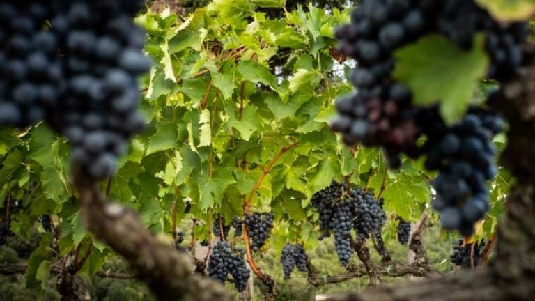 Brunello di Montalcino wine, Sangiovese Grosso vine, best red Italian wines
