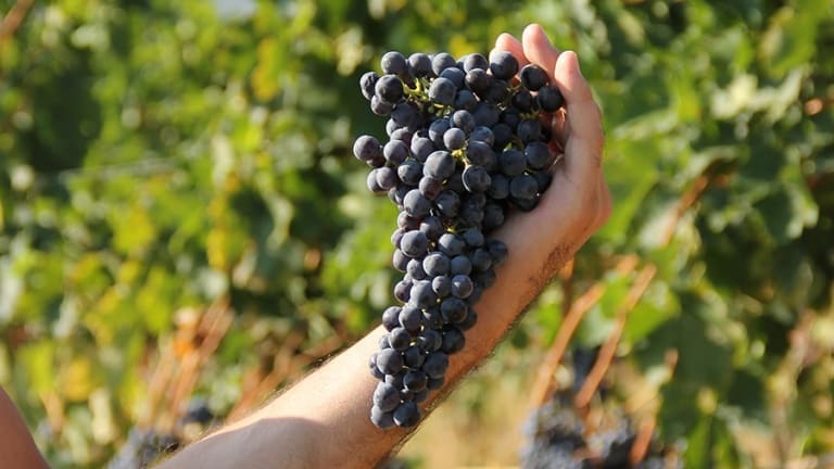 Grappolo di Aglianico, caratteristiche e profumi del vino e vitigno Aglianico