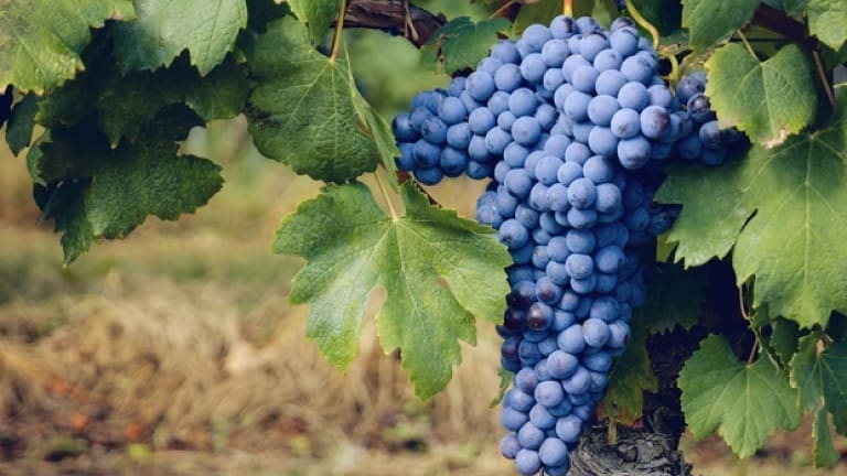 Grappolo di Nebbiolo, vitigno del Barbaresco caratteristiche del vino Barbaresco
