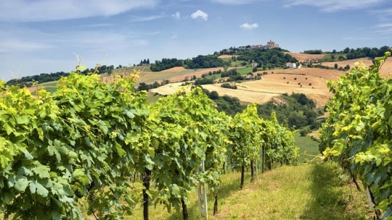 Lacrima di Morro d'Alba vino, vitigno caratteristiche, storia e sapori