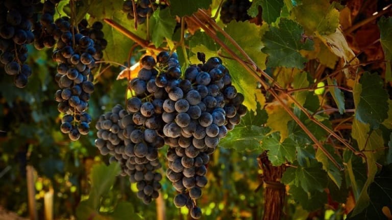 Lambrusco Grasparossa vino, vitigno caratteristiche, scheda tecnica abbinamenti