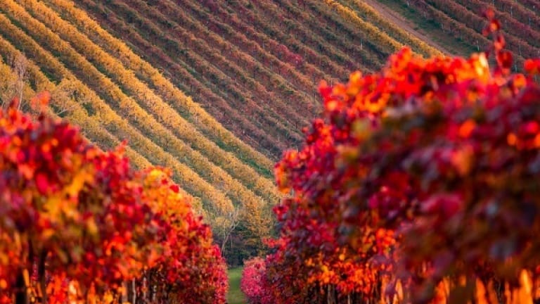 Lambrusco di Sorbara vino, vigne in autunno, come si fa il Lambrusco