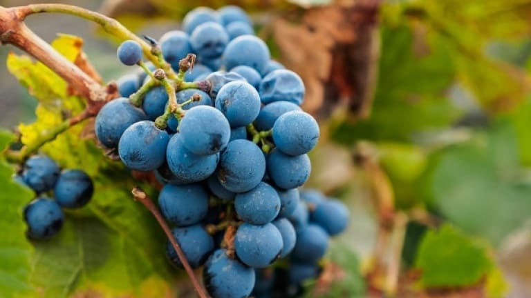 Malbec wine, grape variety, history, characteristics of the best wine of Mendoza