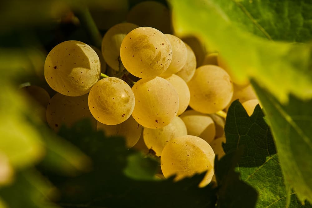 Malvasia Bianca Di Candia dei Colli Piacentini, vino, vitigno e caratteristiche