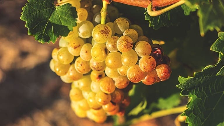 Moscato bianco vino, vitigno, storia e caratteristiche organolettiche