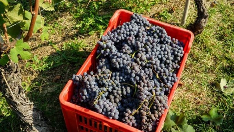 Nebbiolo wine grape characteristics, history and technical data of the red wine