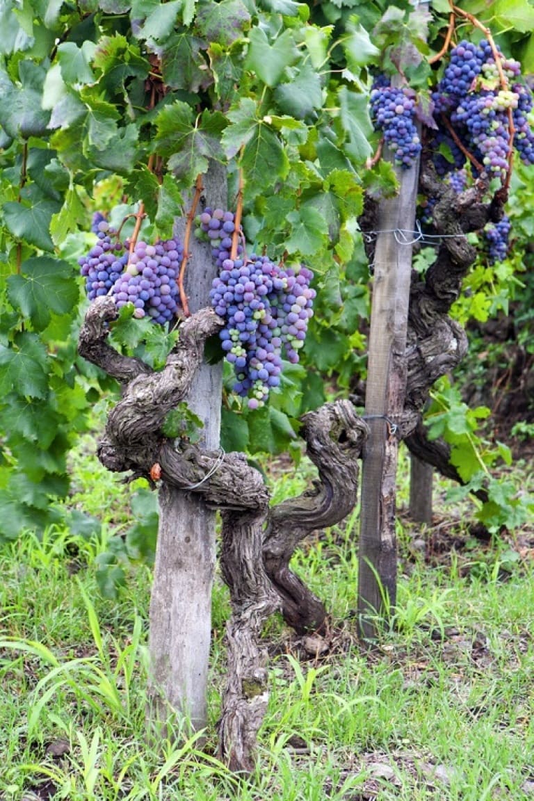 Nerello Mascalese vino, vitigno, storia e caratteristiche organolettiche