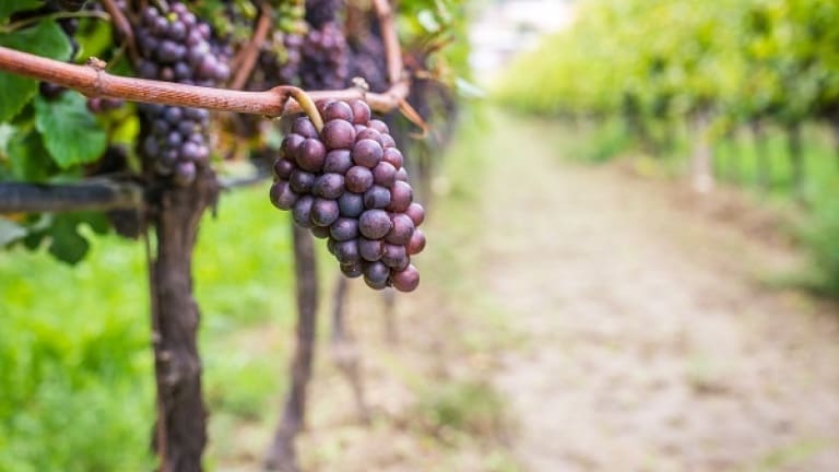 Pinot Grigio wine, grape variety and organoleptic characteristics, wine guide