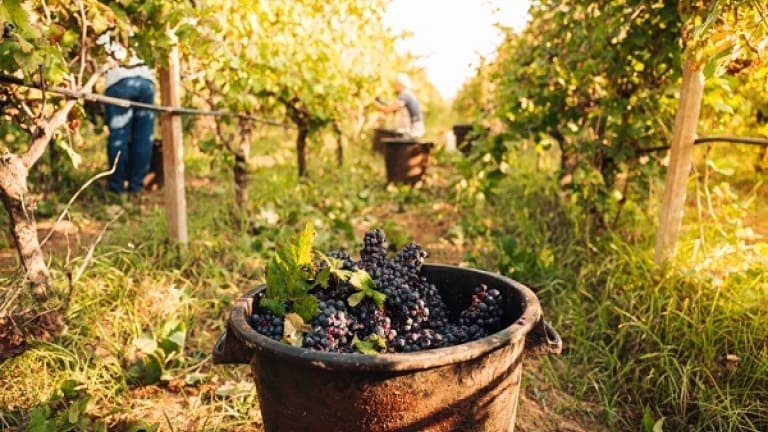 Primitivo di Manduria wine, grape variety, history and organoleptic characteristics