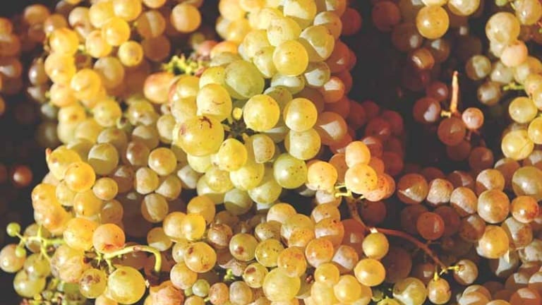 Ribolla Gialla grappoli, vitigno, vino, caratteristiche, storia, sapori profumi