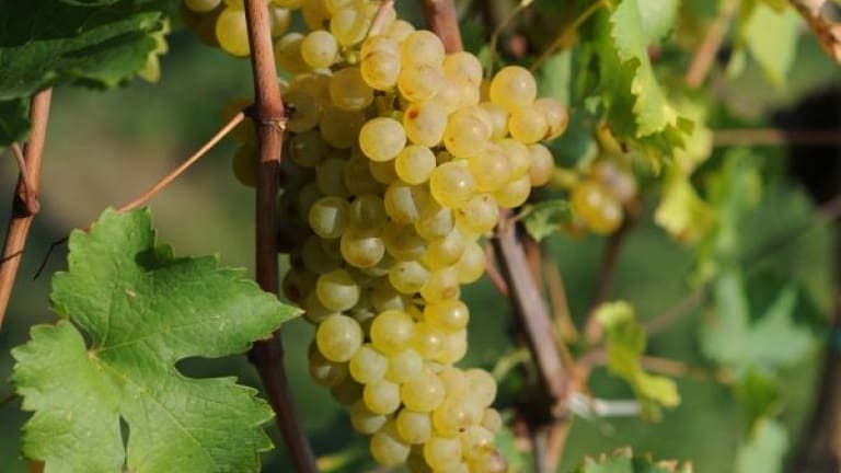 Ribolla Gialla macerata, guida agli orange wine di Oslavia, vini friulani