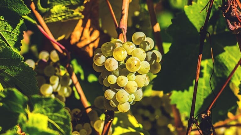 Riesling: the wine, the grape variety, the history and characteristics of the ki