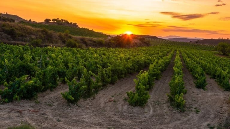Rioja, Spain, production area of Tempranillo, vineyards of Tempranillo