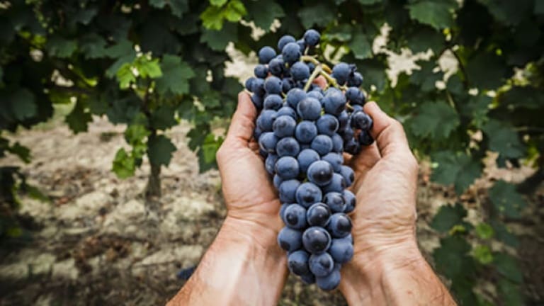 Roero Rosso DOCG wine, grape variety, organoleptic characteristics and history