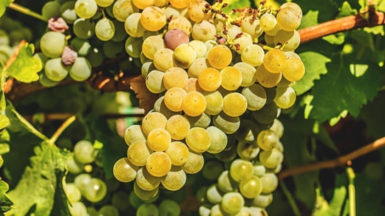 Sauvignon Blanc bunches, Sauvignon Blanc wine guide grape history characteristic