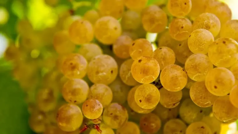 Soave and Garganega wine guide, vine, grape variety, production area and organoleptic characteristics