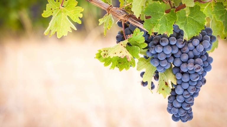 Syrah wine guide, Syrah flavors and aromas, best French grapes, red wine