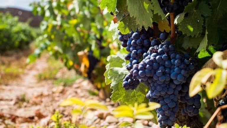 Tempranillo wine guide: vine, history and organoleptic characteristics
