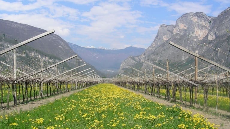 Teroldego Piana Rotaliana where the Teroldego Rotaliano Trentino wine is produced