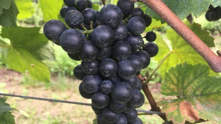Teroldego wine, grape variety, history, organoleptic characteristics and production