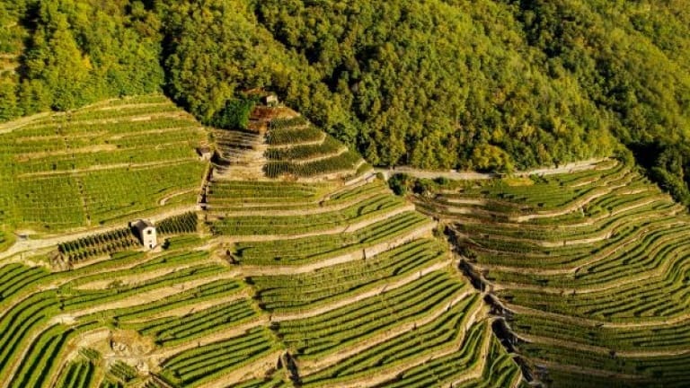 Terrazzamenti di vigneti di Nebbiolo, Valtellina, vino Inferno e Sforzato vino