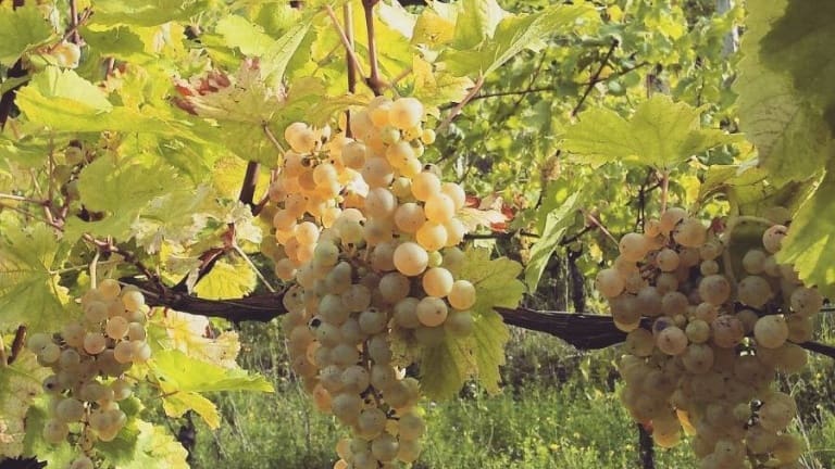 Tocai Friulano: wine, grape variety, organoleptic characteristics and history of