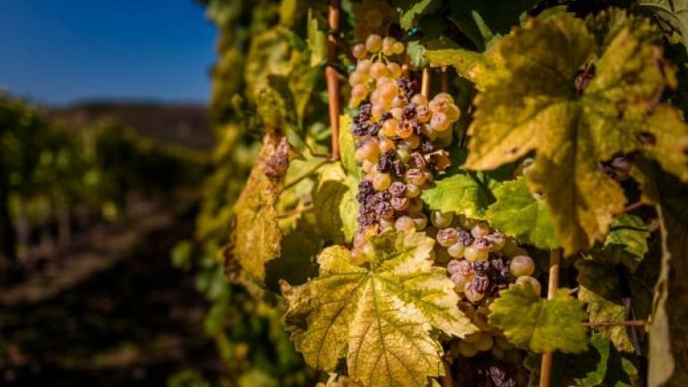 Tokaji Aszù vino, i vitigni e la storia del vino passito ungherese primo muffato